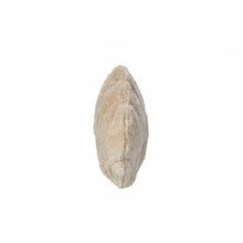 Load image into Gallery viewer, Senger Naturwelt Scallop Shell
