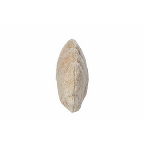 Senger Naturwelt Scallop Shell
